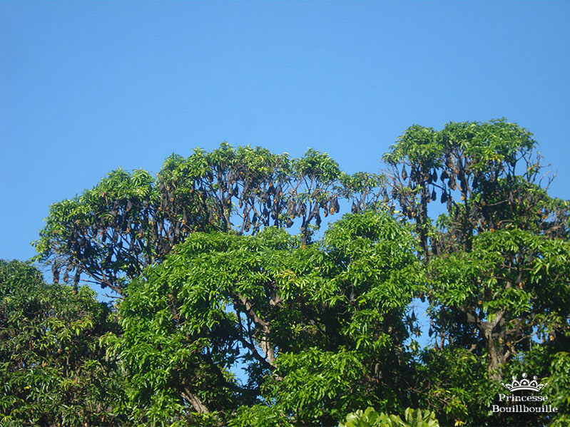 bats trees | Kermor
