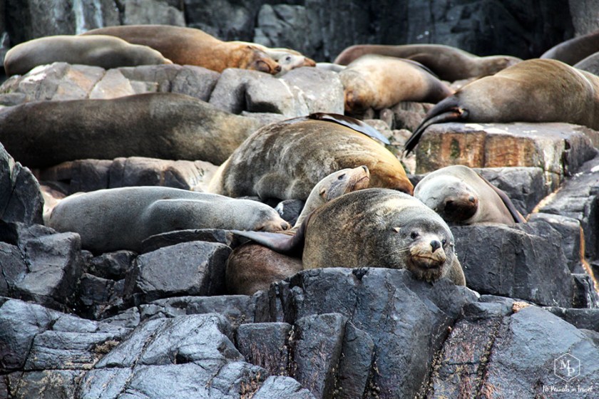 colonie de phoques bruny island