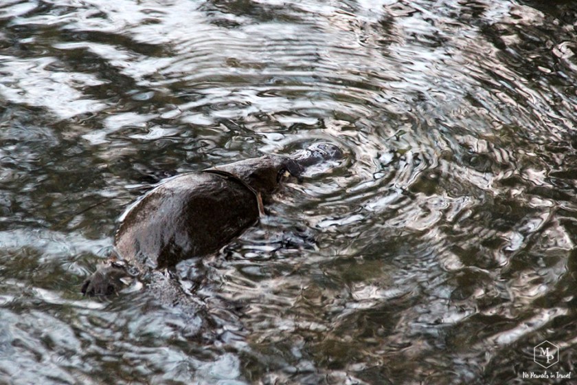 ornithorynque mole creek