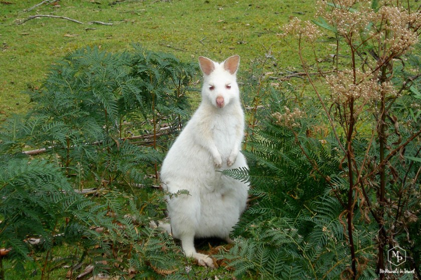 wallabie blanc